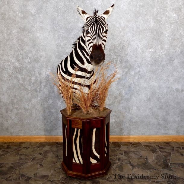 African Burchell's Zebra Pedestal Mount For Sale #18603 @ The Taxidermy Store
