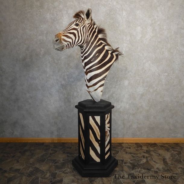 African Burchell's Zebra Pedestal Mount For Sale #21190 @ The Taxidermy Store