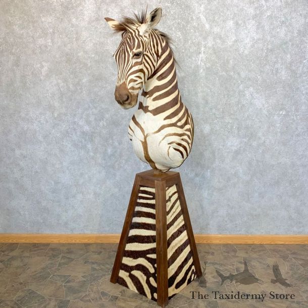 African Burchell's Zebra Pedestal Mount For Sale #23960 @ The Taxidermy Store