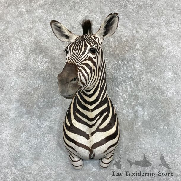 African Burchell's Zebra Shoulder Mount For Sale #27410 @ The Taxidermy Store