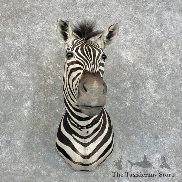 African Burchell's Zebra Shoulder Mount For Sale #28018 @ The Taxidermy Store