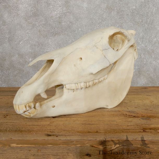 African Burchell's Zebra Skull Mount #19749 For Sale @ The Taxidermy Store