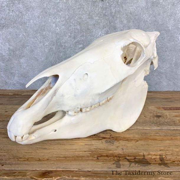 African Burchell's Zebra Skull Mount #21843 For Sale @ The Taxidermy Store