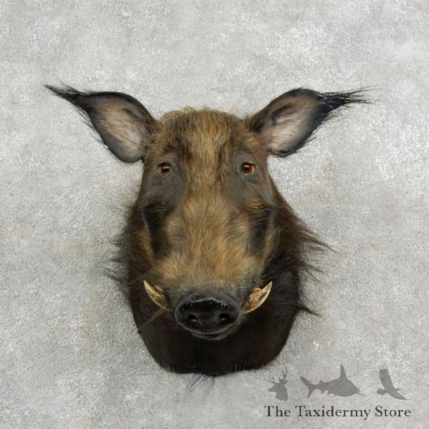African Bushpig Shoulder Taxidermy Head Mount #17017 For Sale @ The Taxidermy Store