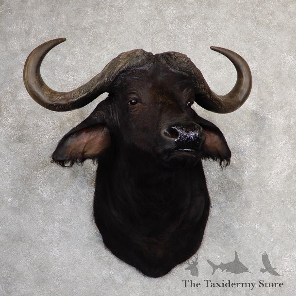 African Cape Buffalo Shoulder Mount For Sale #19051 @ The Taxidermy Store