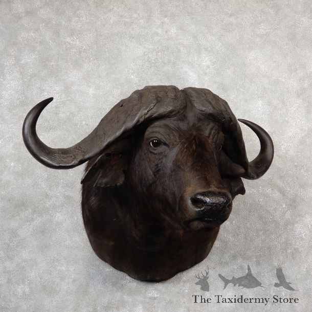 African Cape Buffalo Shoulder Mount For Sale #19168 @ The Taxidermy Store