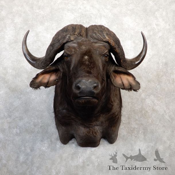 African Cape Buffalo Shoulder Mount For Sale #20037 @ The Taxidermy Store