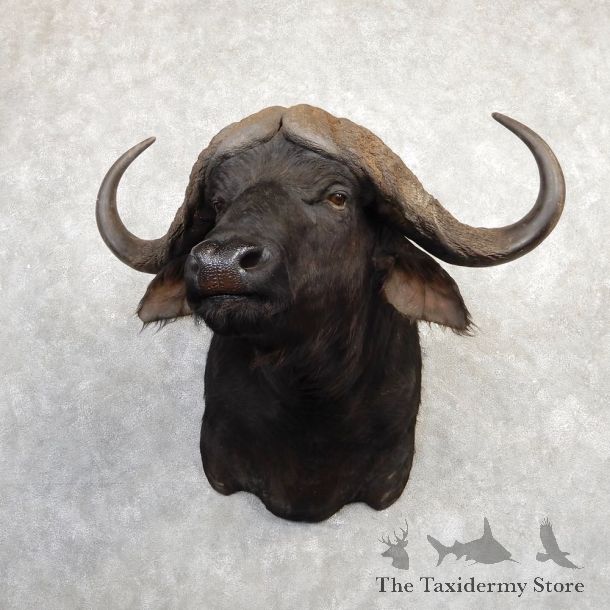 African Cape Buffalo Shoulder Mount For Sale #20286 @ The Taxidermy Store