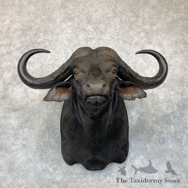 African Cape Buffalo Shoulder Mount For Sale #22894 @ The Taxidermy Store