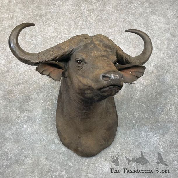 African Cape Buffalo Shoulder Mount For Sale #24286 @ The Taxidermy Store