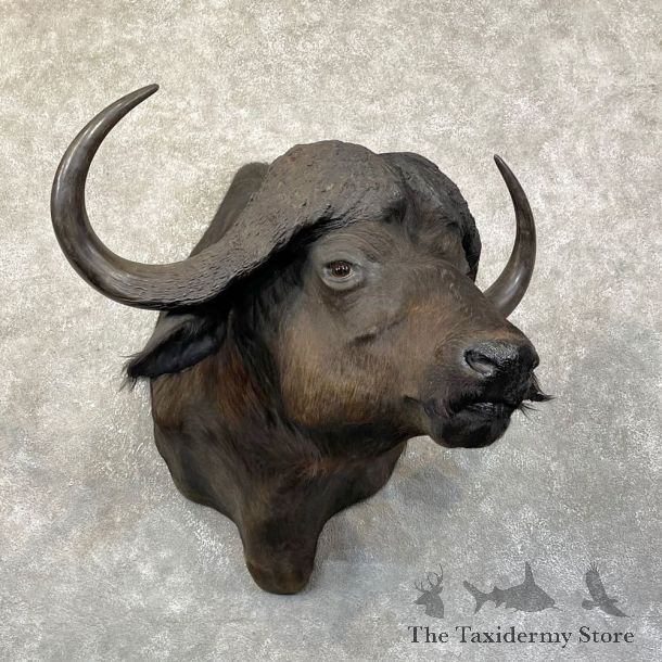 African Cape Buffalo Shoulder Mount For Sale #24486 @ The Taxidermy Store
