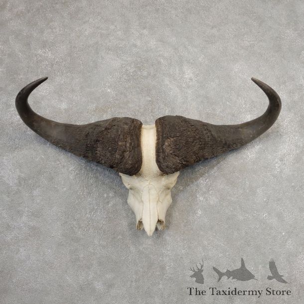 African Cape Buffalo Skull & Horn European Mount #21153 For Sale @ The Taxidermy Store