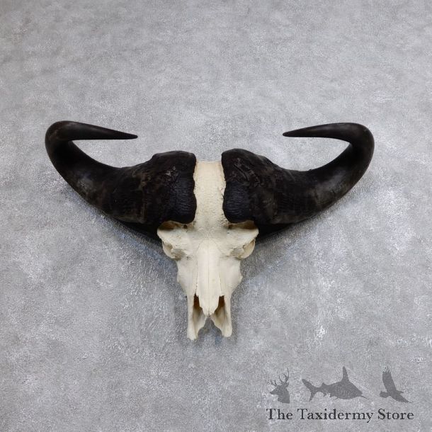 African Cape Buffalo Skull & Horns European Mount For Sale #13752 @ The Taxidermy Store