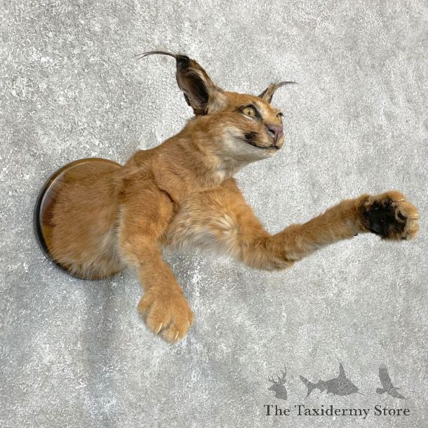 African Caracal Cat Half Life-Size Mount For Sale #24174 @ The Taxidermy Store