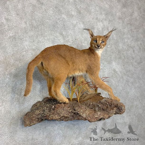 African Caracal Cat Life-Size Mount For Sale #21473 @ The Taxidermy Store