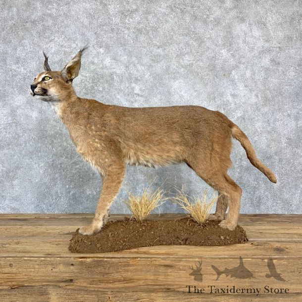 African Caracal Cat Life-Size Mount For Sale #23178 @ The Taxidermy Store
