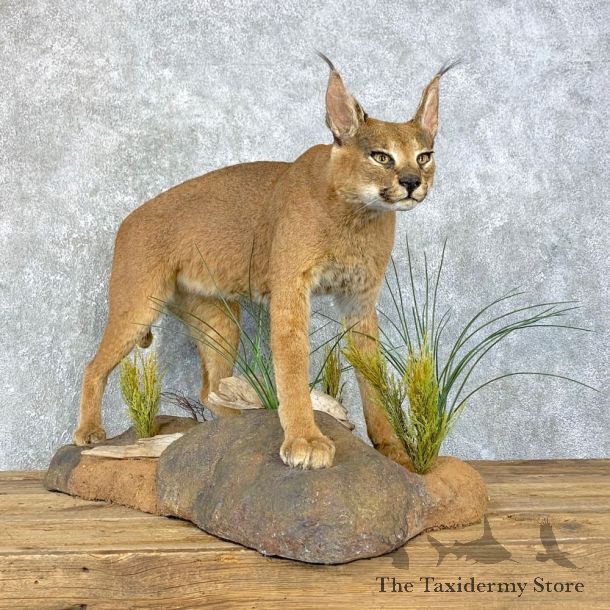 African Caracal Cat Life-Size Mount For Sale #23973 @ The Taxidermy Store