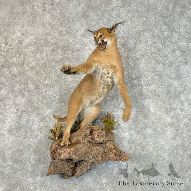 African Caracal Cat Life-Size Mount For Sale #27788 @ The Taxidermy Store