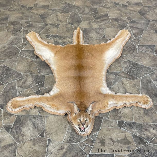 African Caracal Cat Full Size Mount For Sale #25595 @ The Taxidermy Store
