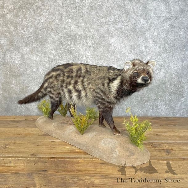 African Civet-Cat Life-Size Mount For Sale #25125 @ The Taxidermy Store