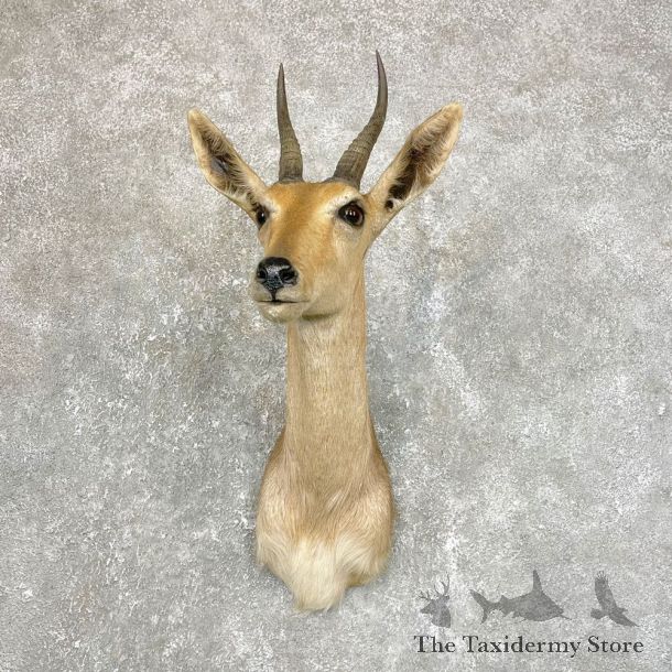 African Common Reedbuck Shoulder #24191 - The Taxidermy Store