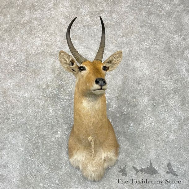 African Common Reedbuck Shoulder #24958 - The Taxidermy Store