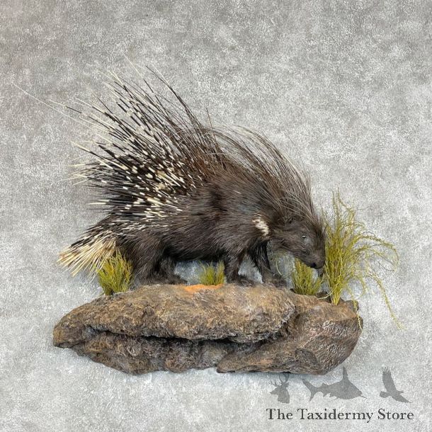 African Crested Porcupine Mount For Sale #25278 @ The Taxidermy Store