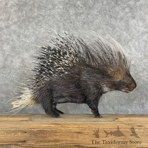 African Crested Porcupine Mount For Sale #27353 @ The Taxidermy Store