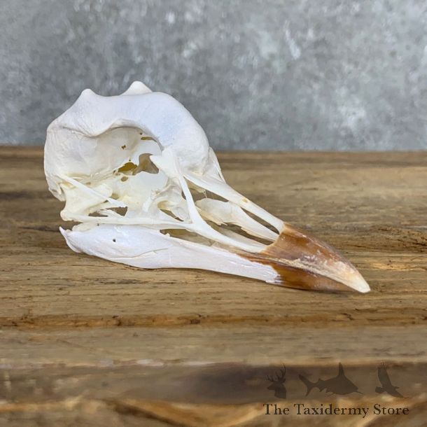 African Crowned Crane Skull Mount For Sale #23036 @ The Taxidermy Store