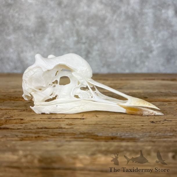 African Crowned Crane Skull Mount For Sale #28510 @ The Taxidermy Store