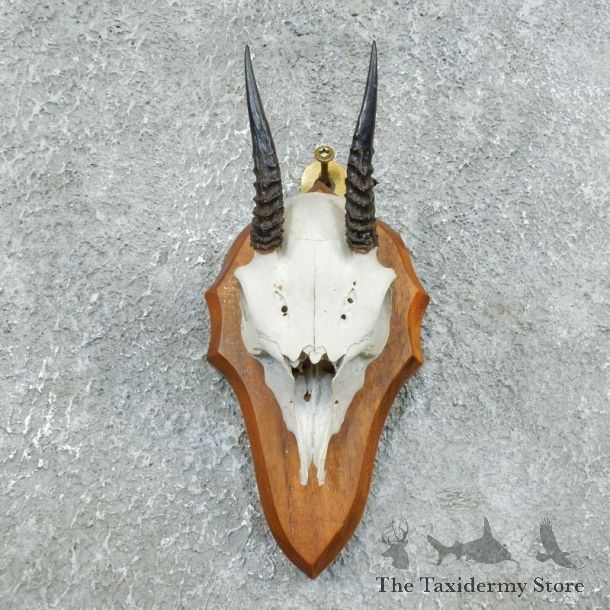 African Dik Dik Skull Mount For Sale #18387 @ The Taxidermy Store