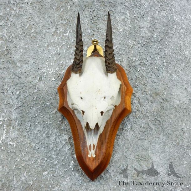 African Dik Dik Skull Mount For Sale #18388 @ The Taxidermy Store