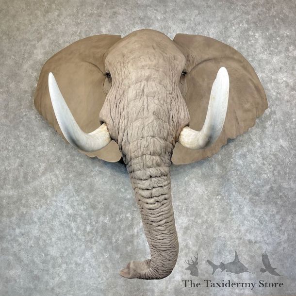 African Elephant Replica Shoulder Mount For Sale #25221 @ The Taxidermy Store