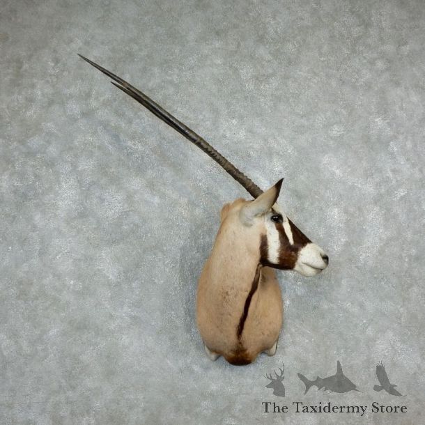 African Gemsbok Taxidermy Shoulder Mount For Sale #17298 @ The Taxidermy Store