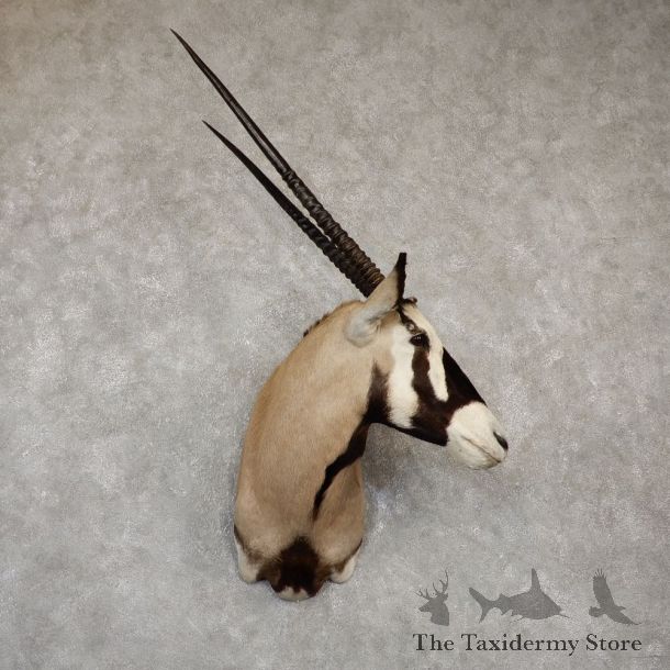 African Gemsbok Taxidermy Shoulder Mount For Sale #20186 @ The Taxidermy Store