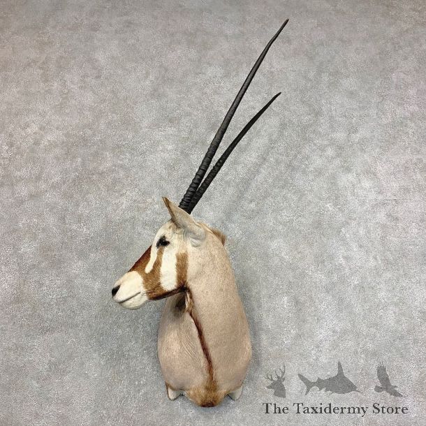 African Gemsbok Taxidermy Shoulder Mount For Sale #21529 @ The Taxidermy Store