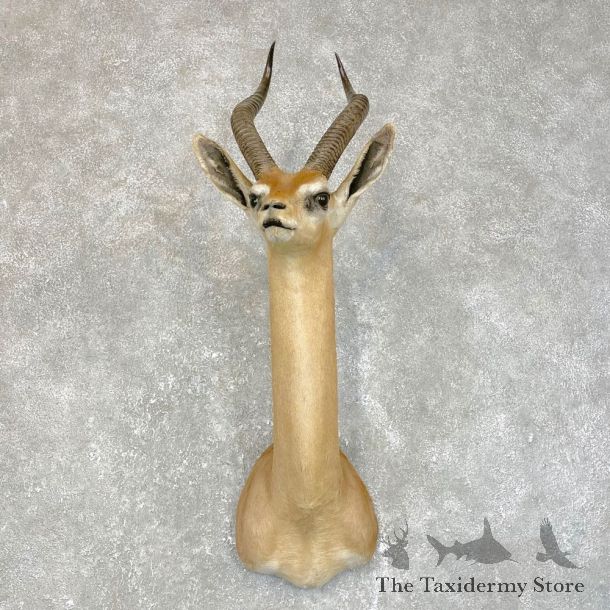 African Gerenuk Shoulder Mount #24192 - For Sale @ The Taxidermy Store