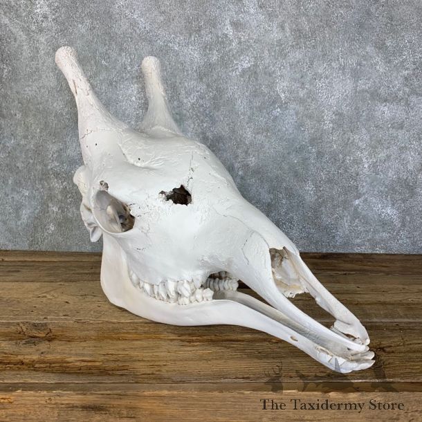 African Giraffe Full Skull For Sale #22705 @ The Taxidermy Store