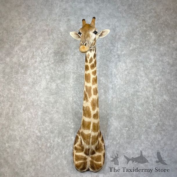African Giraffe Shoulder Mount For Sale #25273 @ The Taxidermy Store