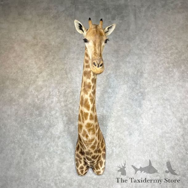 African Giraffe Shoulder Mount For Sale #27299 @ The Taxidermy Store