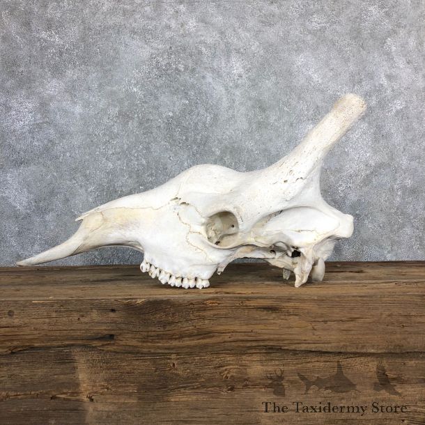 African Giraffe Skull For Sale #19847 @ The Taxidermy Store