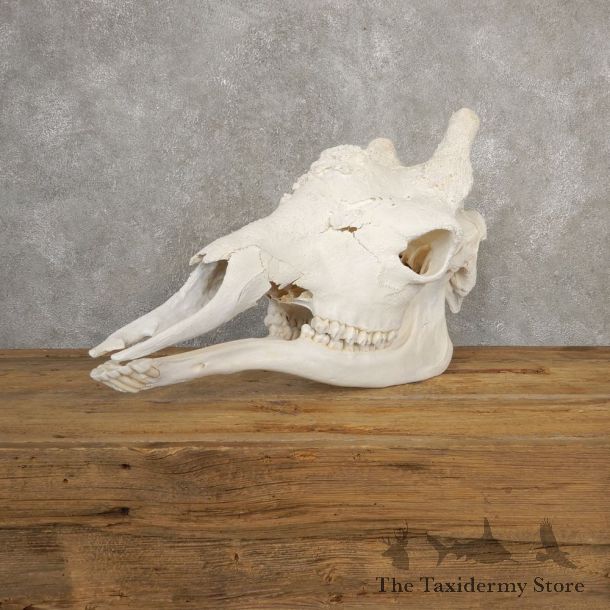 African Giraffe Skull For Sale #20633 @ The Taxidermy Store