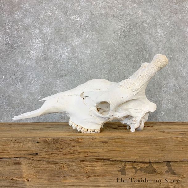 African Giraffe Skull For Sale #21640 @ The Taxidermy Store