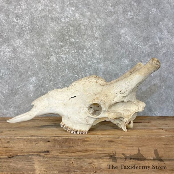 African Giraffe Skull Mount For Sale #27749 @ The Taxidermy Store