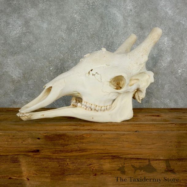 African Giraffe Skull For Sale #17599 @ The Taxidermy Store