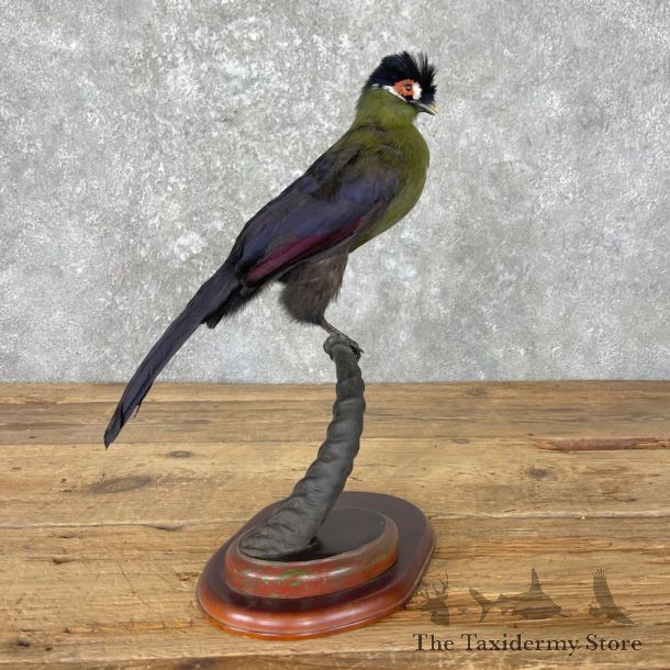 African Hartlaub's Turaco Bird Mount For Sale #27001 @ The Taxidermy Store