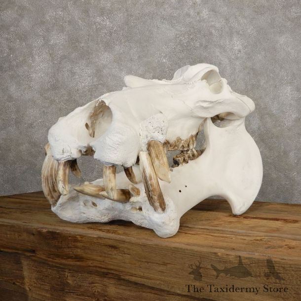 Hippopotamus Full Skull Mount For Sale #20423 @ The Taxidermy Store
