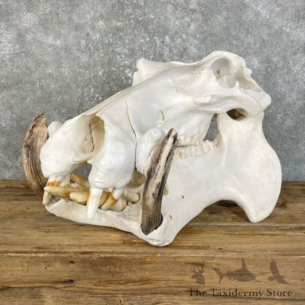 Hippopotamus Full Skull Mount For Sale #25814 @ The Taxidermy Store