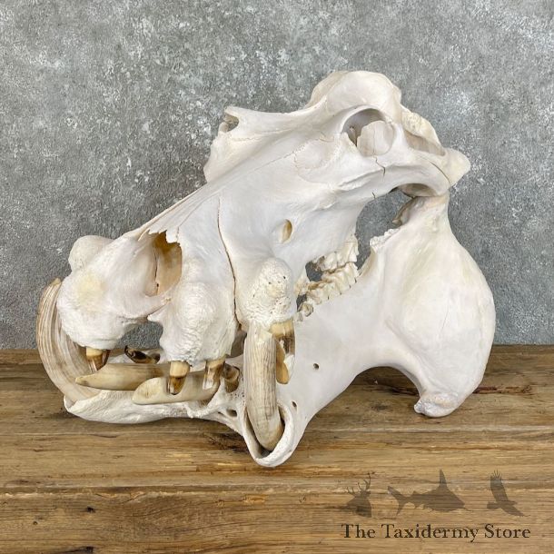 Hippopotamus Full Skull Mount For Sale #25816 @ The Taxidermy Store