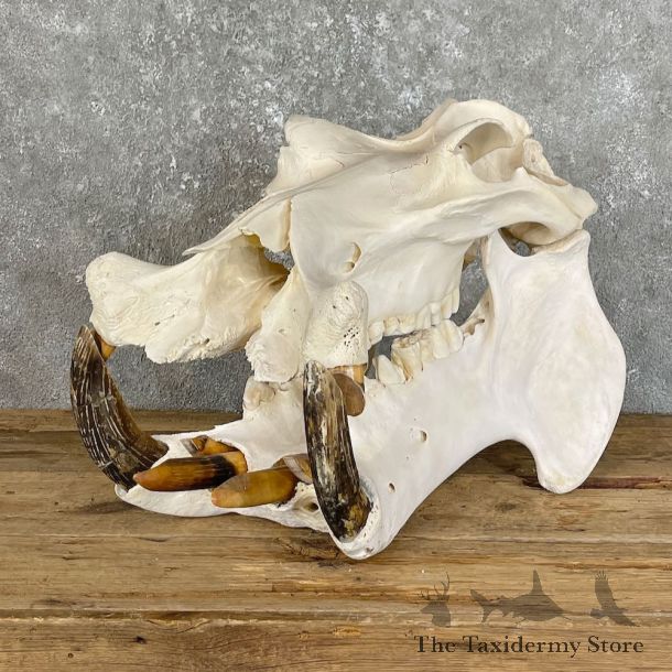 Hippopotamus Full Skull Mount For Sale #25818 @ The Taxidermy Store